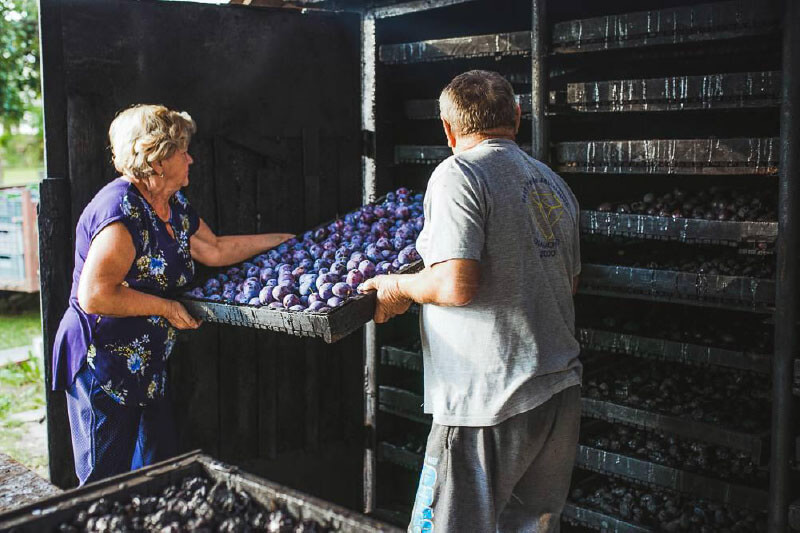 Purple Valley. Przygotowanie śliwek do suszenia i podwędzania metodą tradycyjną.