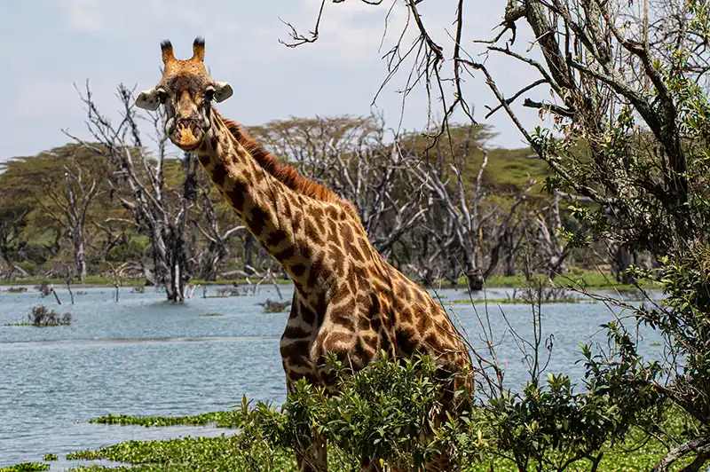 Nu Horizons | Kenia, Naivasha. Fot. Bartłomiej Myć